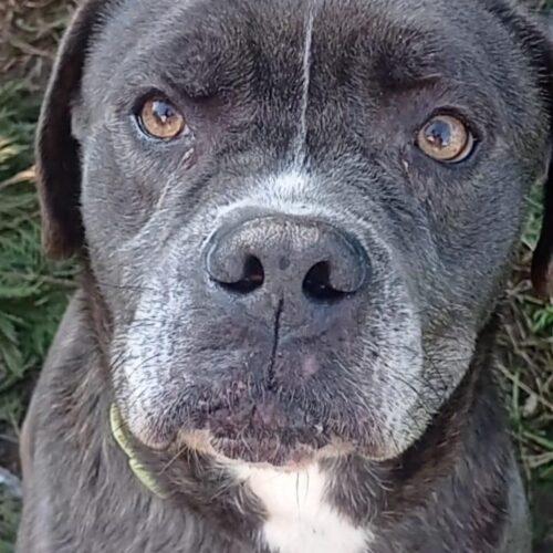 Golia - 5 Anni (Nato A Luglio Del 2020)  - Razza: Simil Cane Corso  - Taglia: Grande  - Carattere: Dolce, Equilibrato